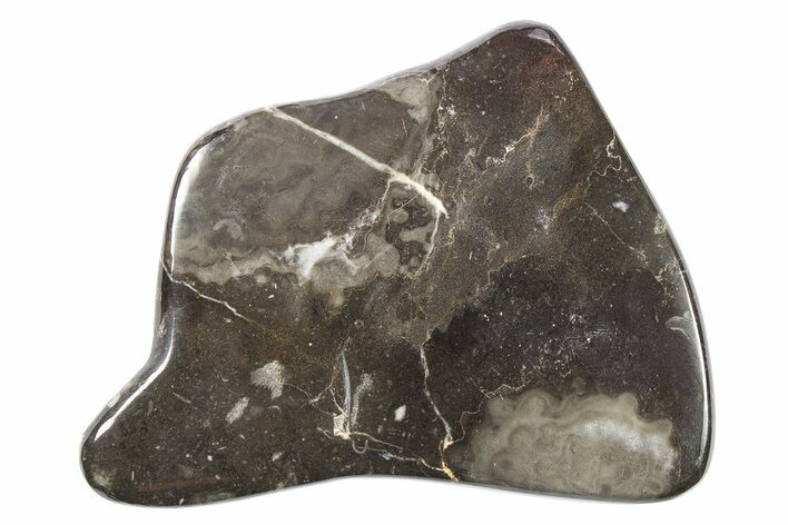 Polished Devonian Fossil Coral and Bryozoan Plate - Morocco #273128